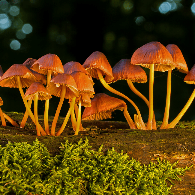 sonic movie mushrooms